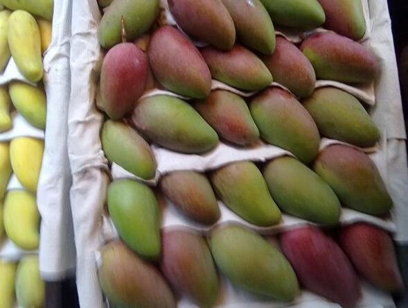 芒果有多少种品种图片,芒果有多少品种