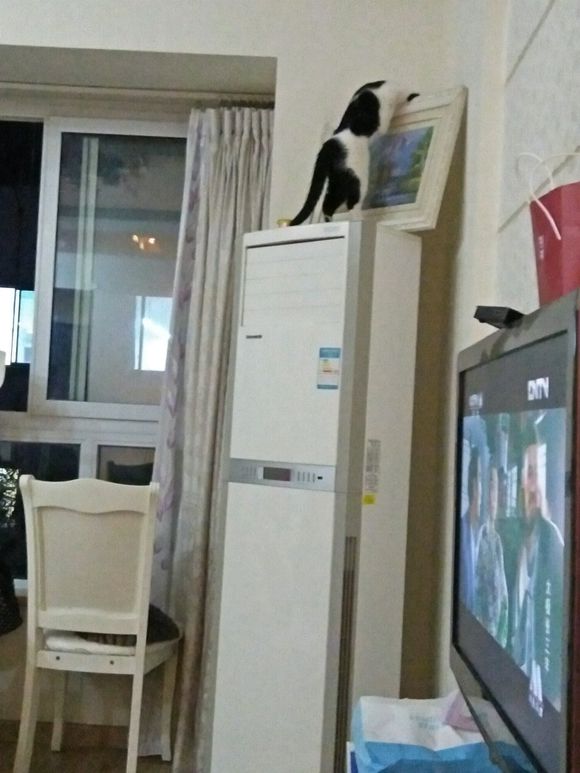 中华田园猫一般去哪里买,去猫市场买中华田园猫