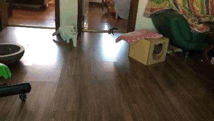 训练猫咪有用吗,训练猫咪时猫咪只知道玩