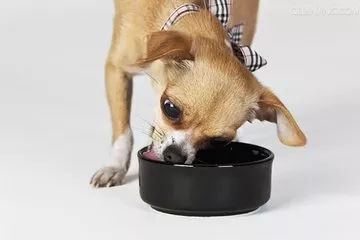 狗狗养护知识大全集,日常护理狗狗皮肤不瘙痒