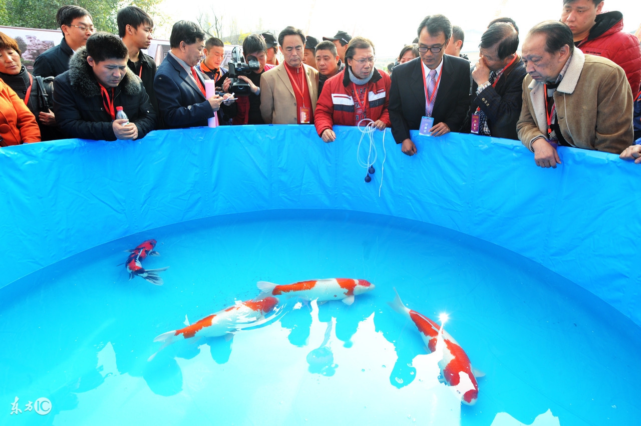 锦鲤在北方能越冬吗,锦鲤冰下越冬注意事项