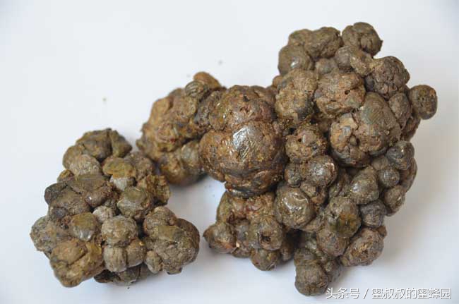 养蜂基础知识视频,养蜂实用技术200问