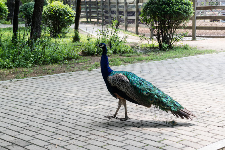 家乡之美美篇,家乡之美原唱完整版