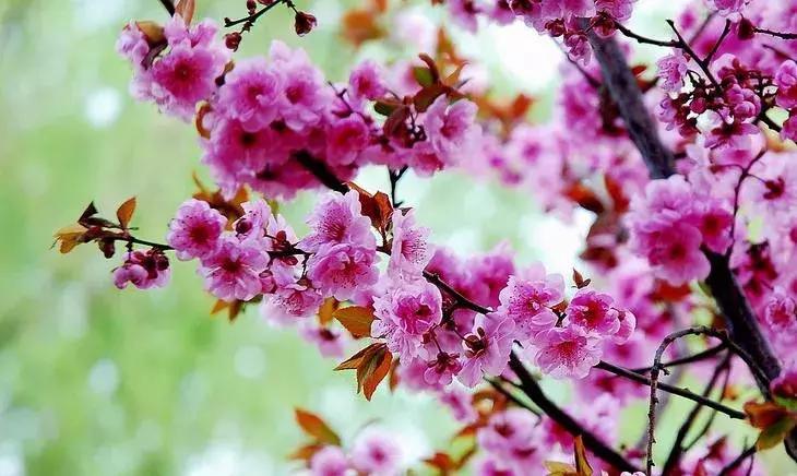 日本梅花品种和中国梅花区别,梅花十大稀有品种哪种梅花最珍贵