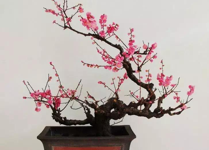 日本梅花品种和中国梅花区别,梅花十大稀有品种哪种梅花最珍贵