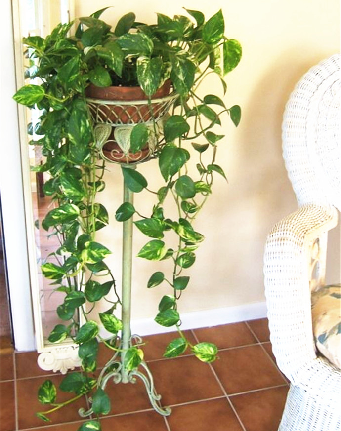 养花小妙招绿萝不生根杀虫,养花大全绿萝不长根