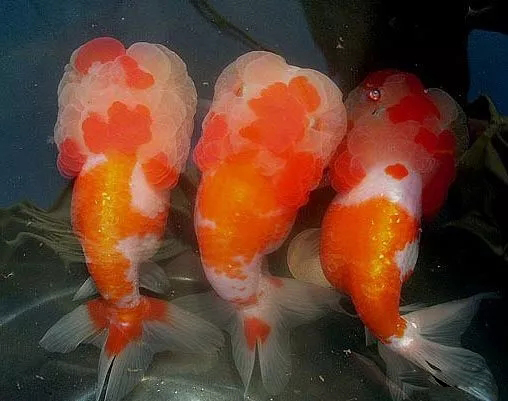 金鱼狮子头鎏金区别,虎头金鱼和狮子头金鱼的区别