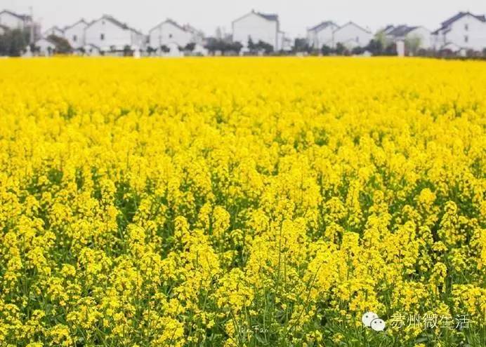 快看！苏州要在全球出名了！竟然与纽约、伦敦、东京、巴黎同上一个榜单...