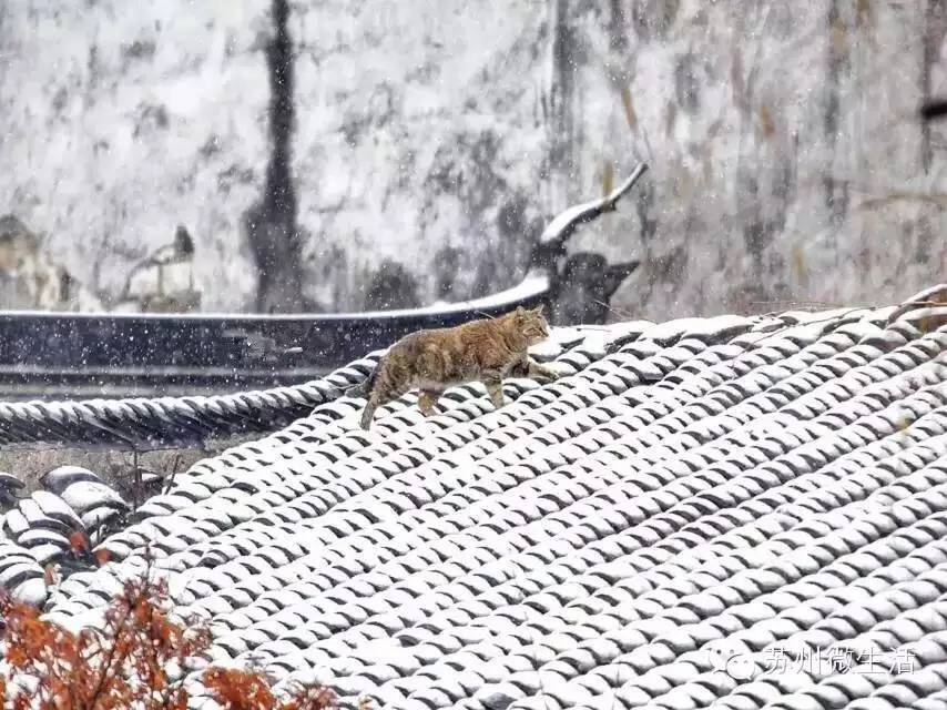 快看！苏州要在全球出名了！竟然与纽约、伦敦、东京、巴黎同上一个榜单...