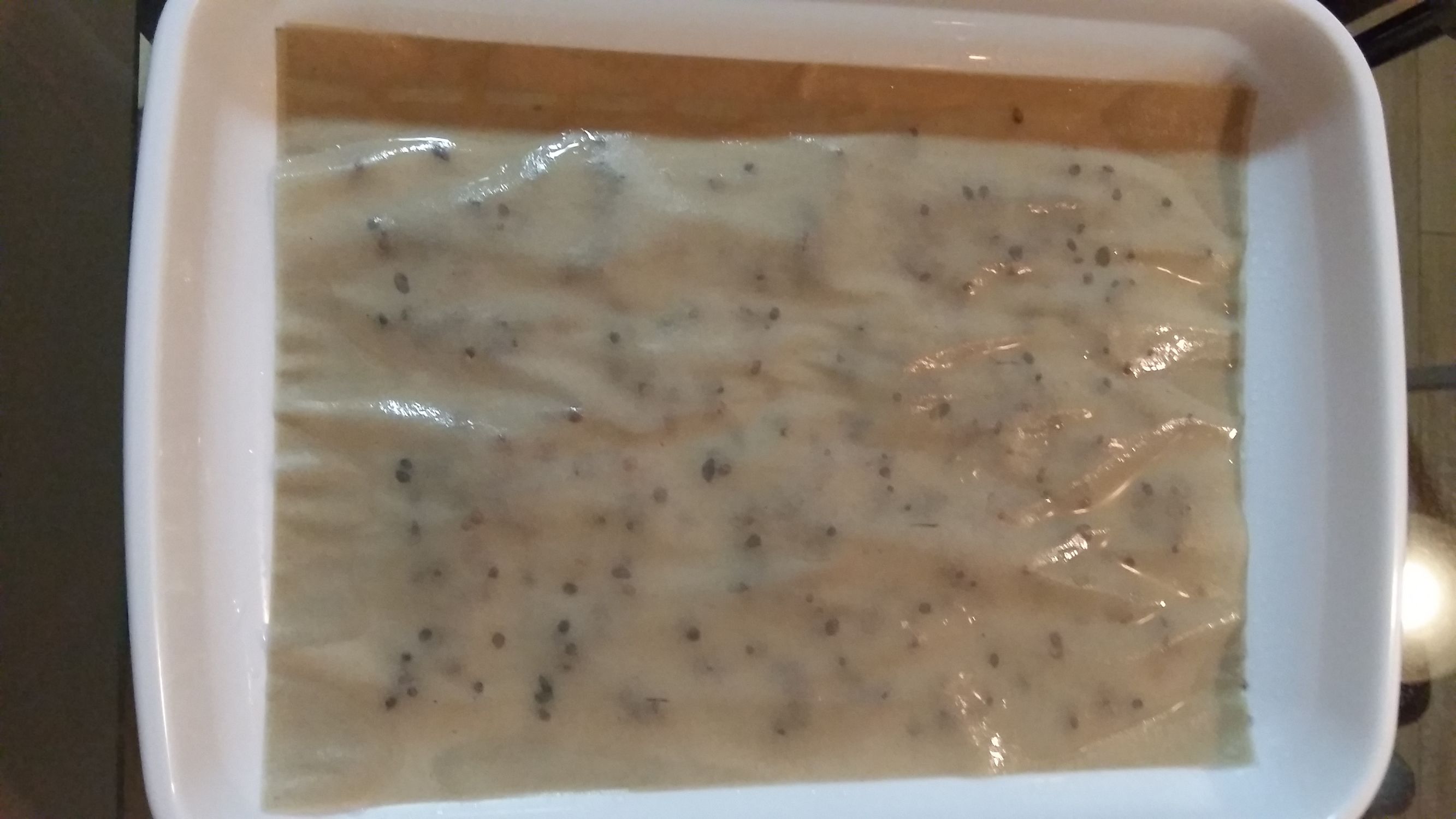 梁熙寿阳台种菜记水培篇之一