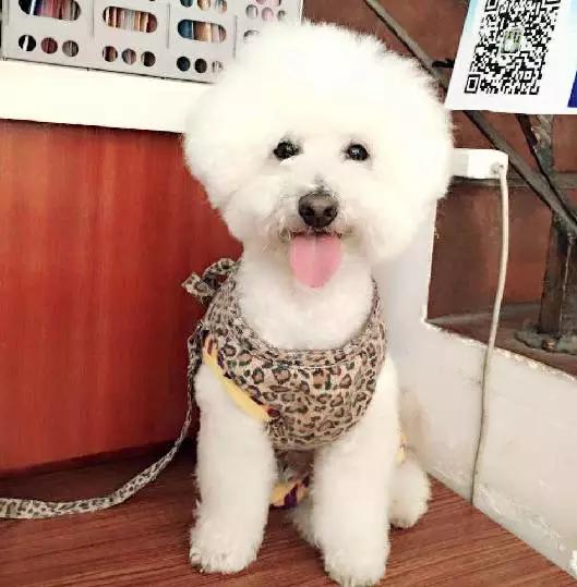 上海领养猫公益,上海领养狗狗店