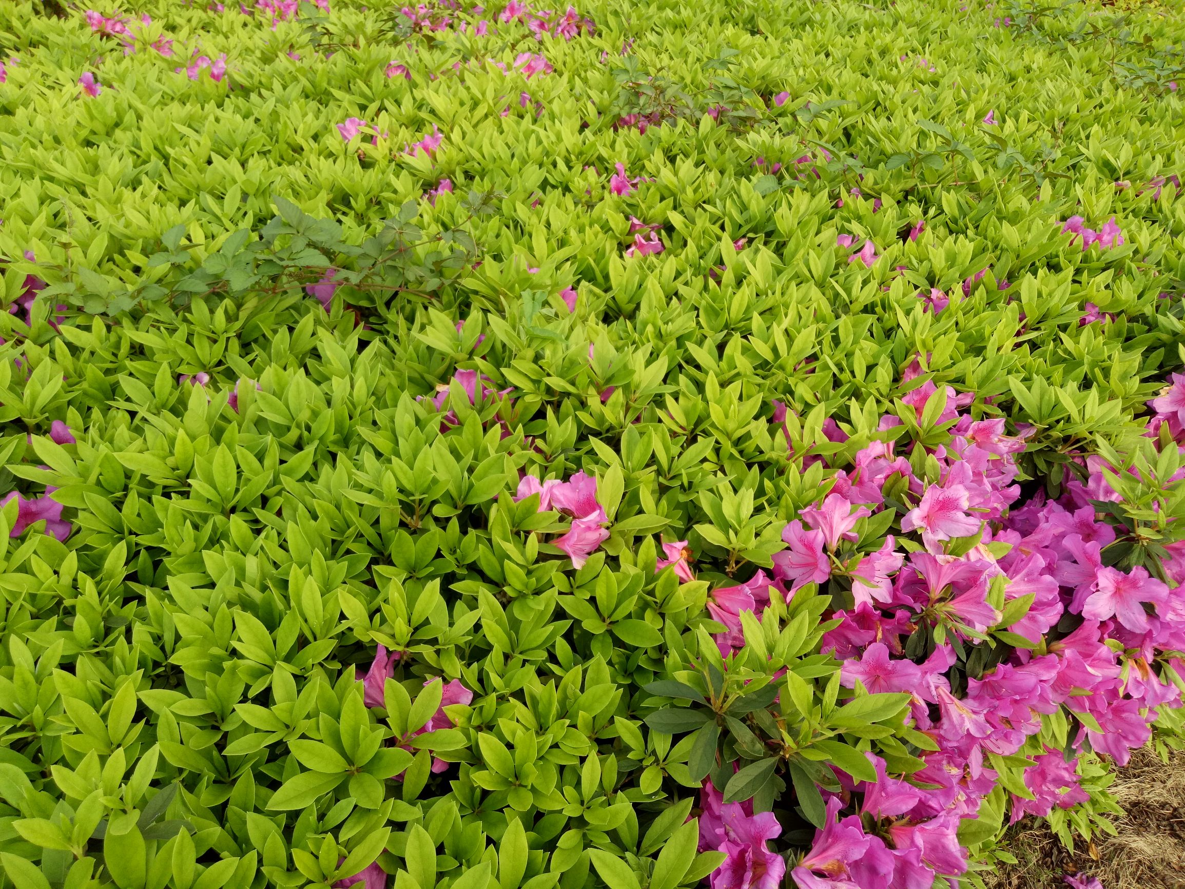 oppor9s李易峰大礼包,李易峰代言的手机oppo最新款