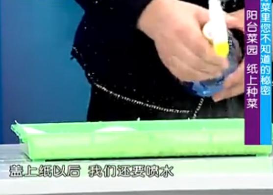 出来的五个种菜实用小技巧,纸上种菜可以种向日葵吗