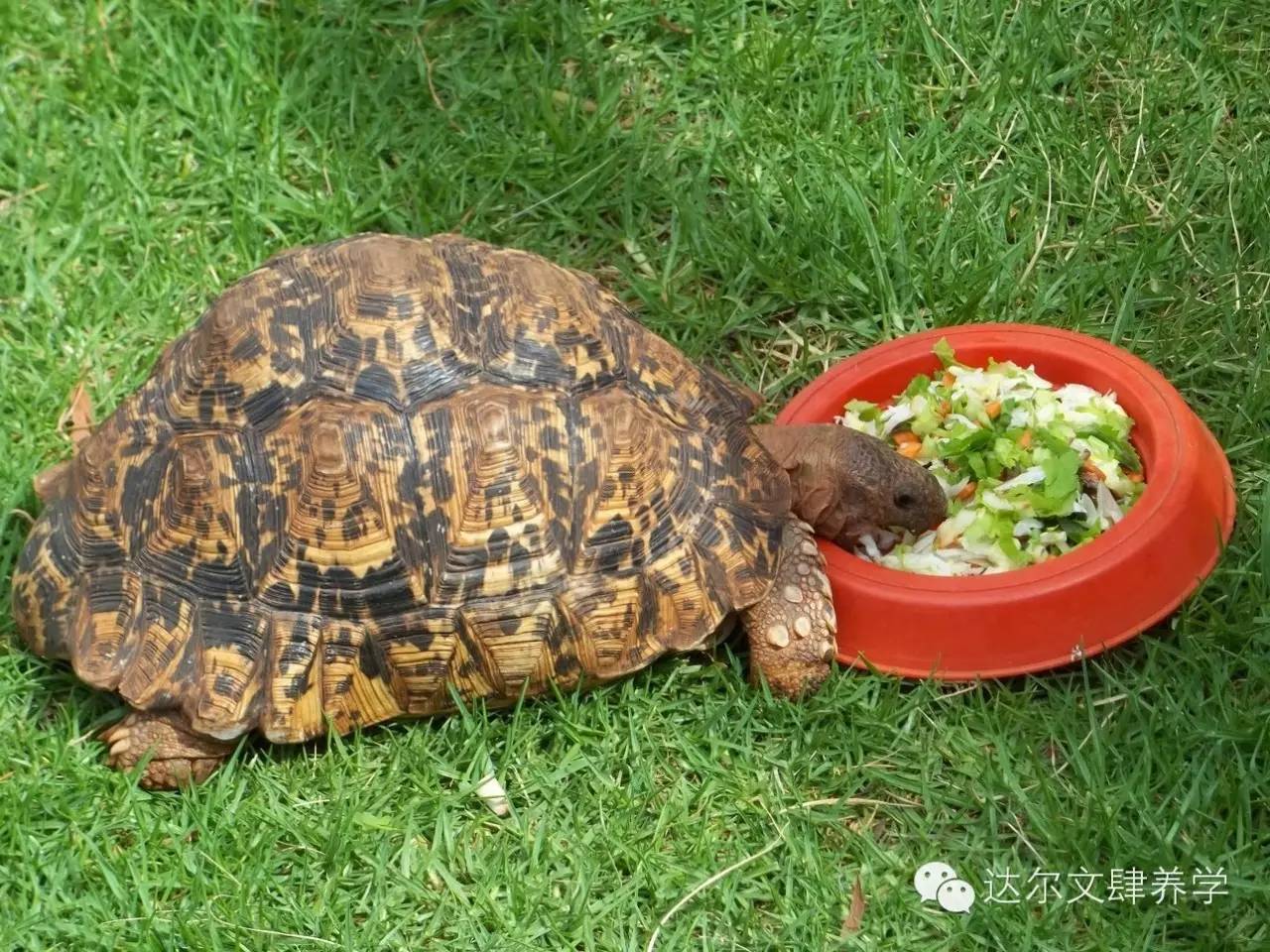 达尔文的象龟,达尔文进化岛最终进化形态