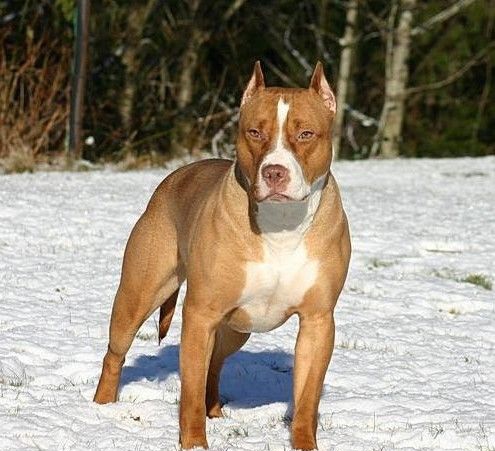 世界上能单挑野猪的动物,世界上敢和猛兽搏斗的犬