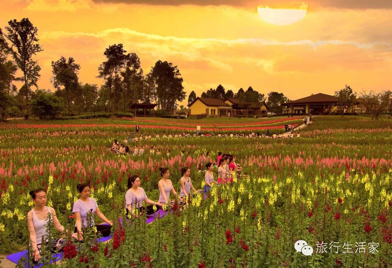 花海中最美的瑜伽,花海中的瑜伽动作