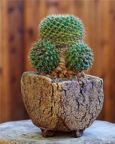 红梅多肉悬崖桩老桩,多肉老桩怎么养