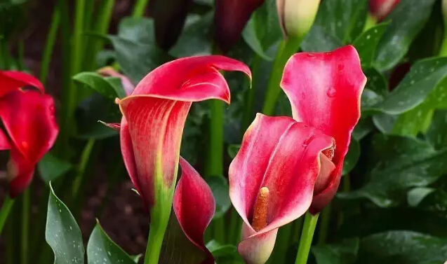 彩色马蹄莲花语象征与寓意,马蹄莲花语象征与寓意