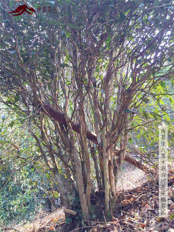 春茶之旅第二站：贡茶麻黑和新秀落水洞