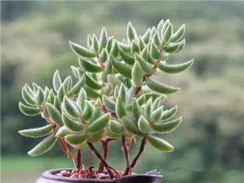 红梅多肉悬崖桩老桩,多肉老桩怎么养