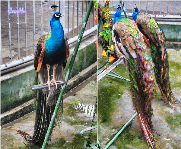 中南百草动物园,中南百草园萌宠乐园