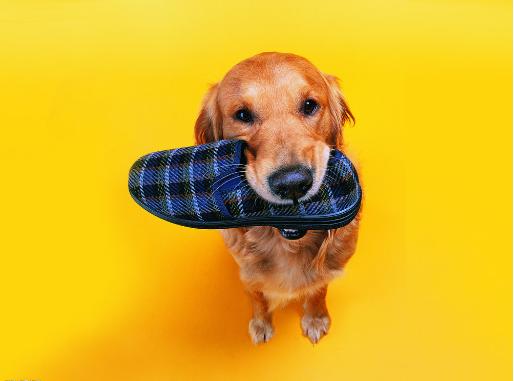 想养狗如何克服对狗狗的恐惧,刚到家的小狗狗怎么护理