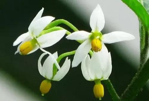 可怕的虫子小学生,恐怖虫子从哪里爬出来