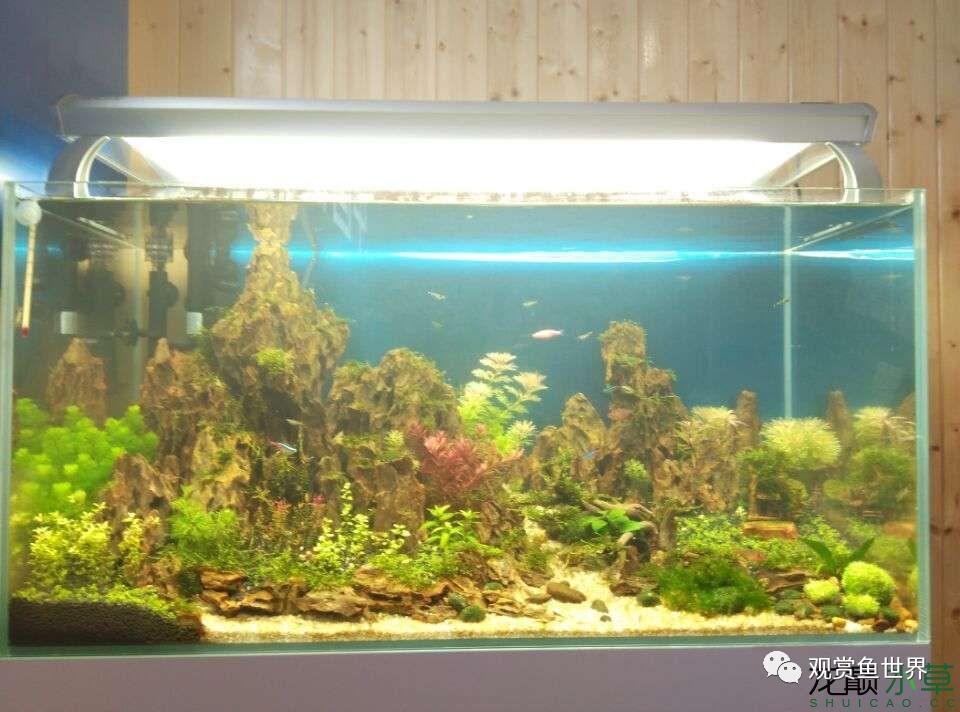 谦虚的新人晒一晒1米缸,“建缸”VS45天后(内涵多张细节图和详解!)