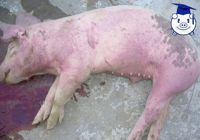 治疗猪高热病的三大忌讳,夏季将至此病不可不防!