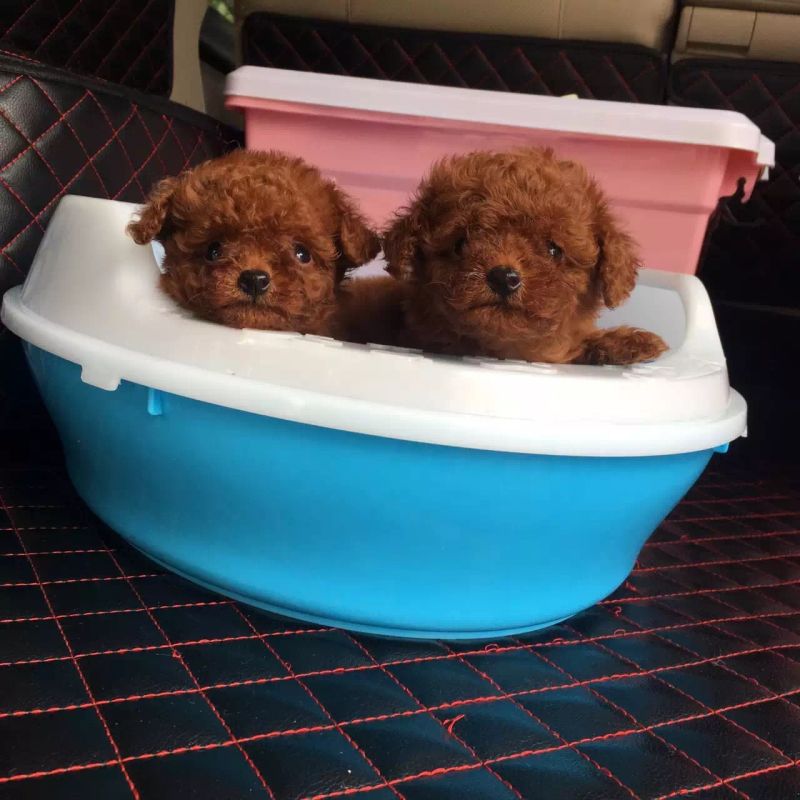 Simon说狗公寓中的精灵小泰迪