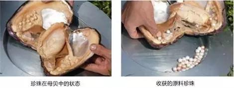 日本海水珍珠akoya什么颜色最好,akoya海水珍珠是日本的吗