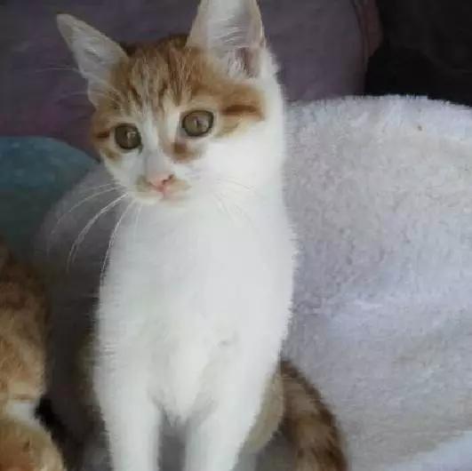 上海领养猫公益,上海领养狗狗店