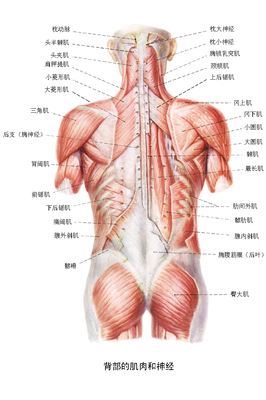 呼啦圈到底有没有减肥效果？