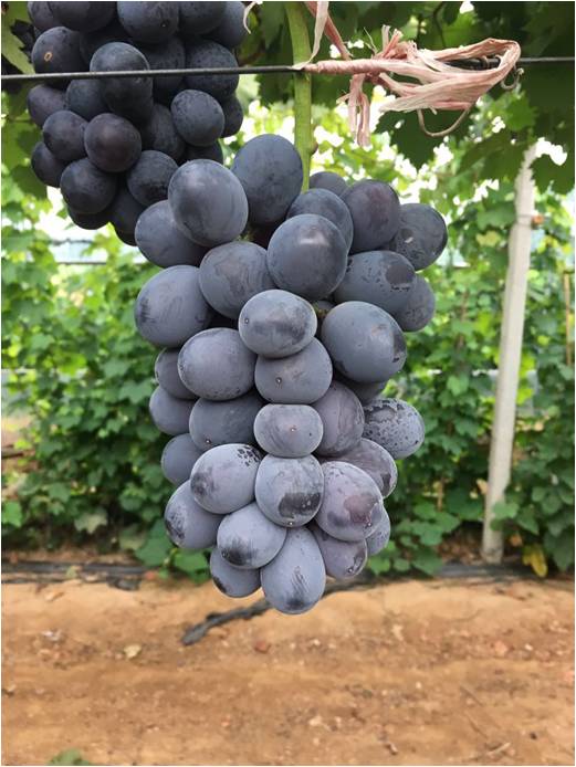 2017葡萄新品种苗,葡萄新品种分析