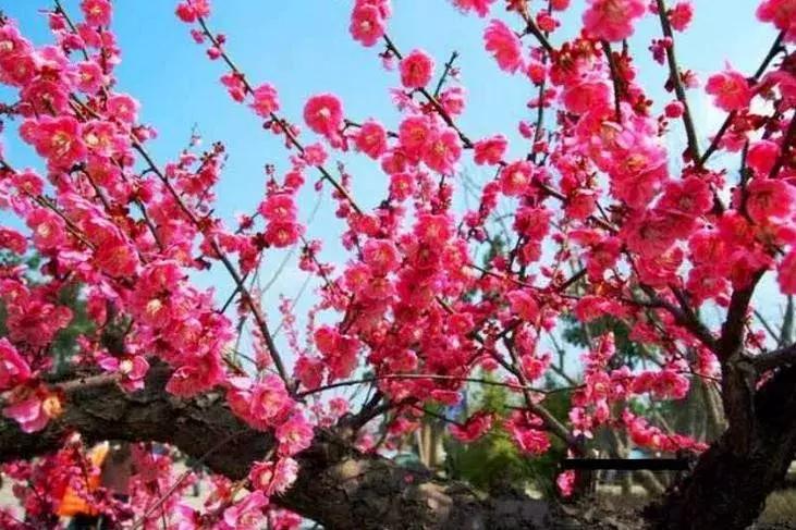 日本梅花品种和中国梅花区别,梅花十大稀有品种哪种梅花最珍贵