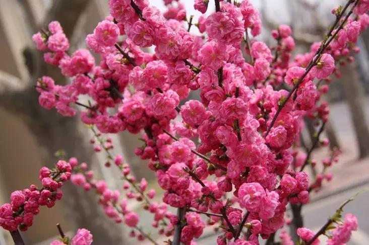 适合做盆景的梅花品种有哪些,梅花十大稀有品种哪种梅花最珍贵