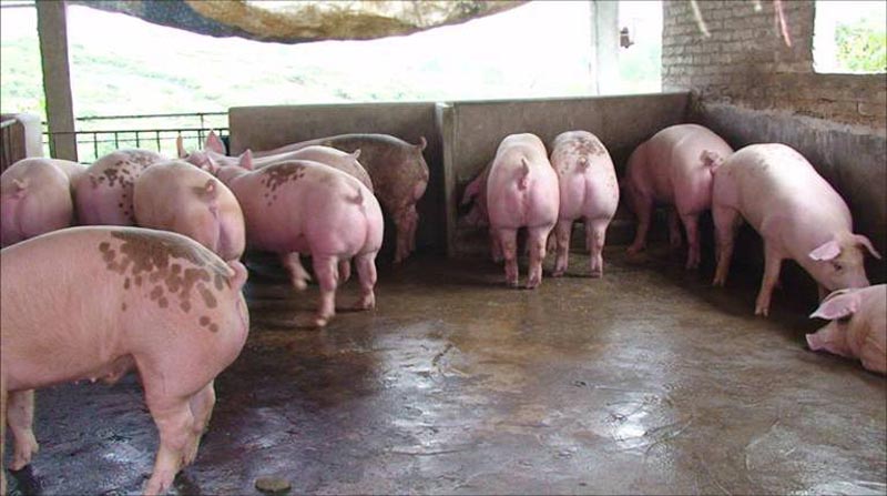 育肥猪容易发生哪些疾病,育肥猪常见病和治疗方案