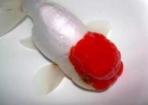 金鱼狮子头鎏金区别,虎头金鱼和狮子头金鱼的区别