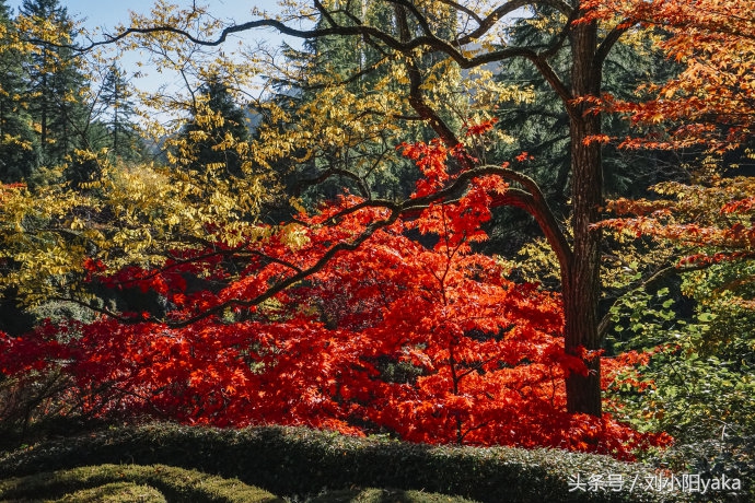 维多利亚水廊旅游,加拿大旅行景点