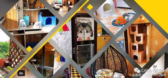 布偶猫繁育种猫怎么选,关于布偶猫的一些知识