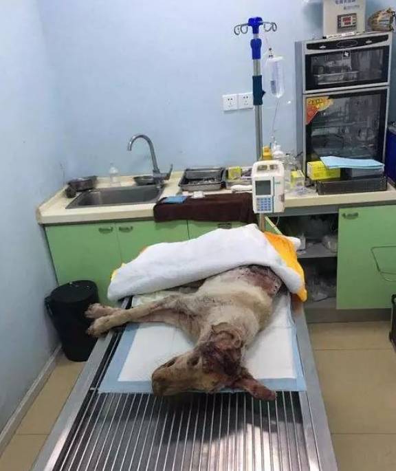 杀活狗滴血祭新车，只为“驱邪保平安”