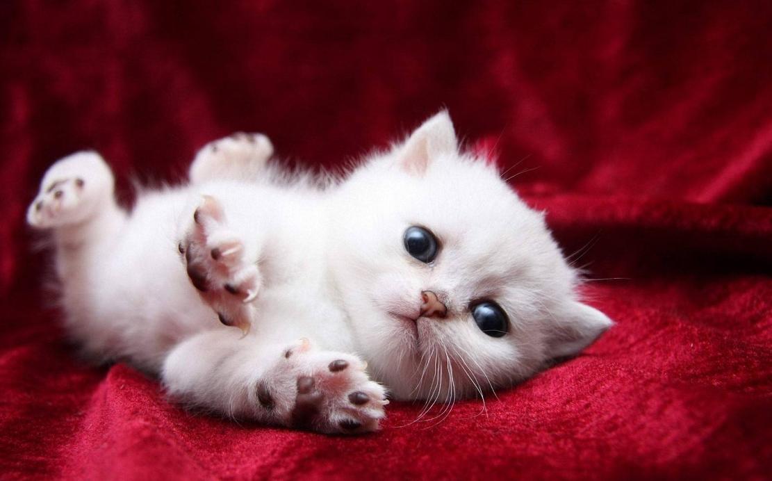 猫咪腹泻屁股红肿突出怎么办,猫咪腹泻快速解决方法