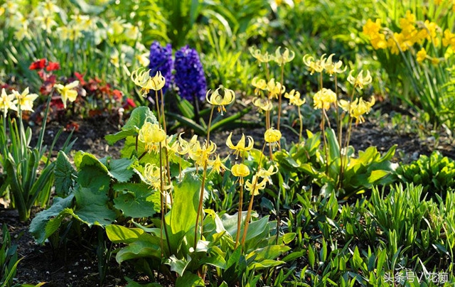 猪牙花的样子 (最漂亮的猪牙花)