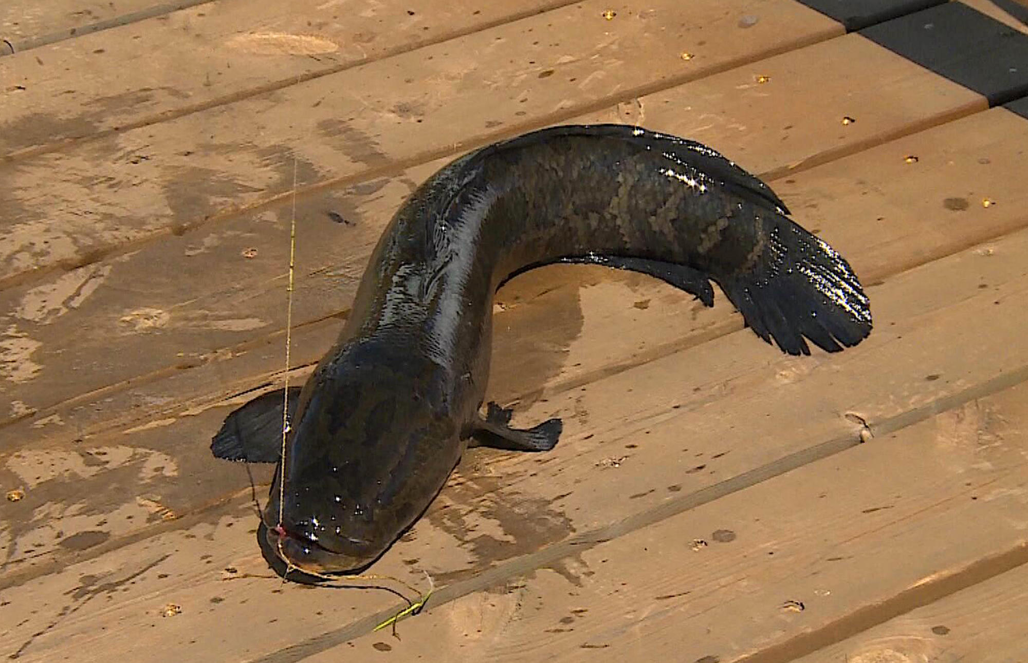 闆疯洐瑁呭閫夋嫨,缁忓吀鏁欏闆峰己瑁呭绡囦箣闆疯洐绯诲垪