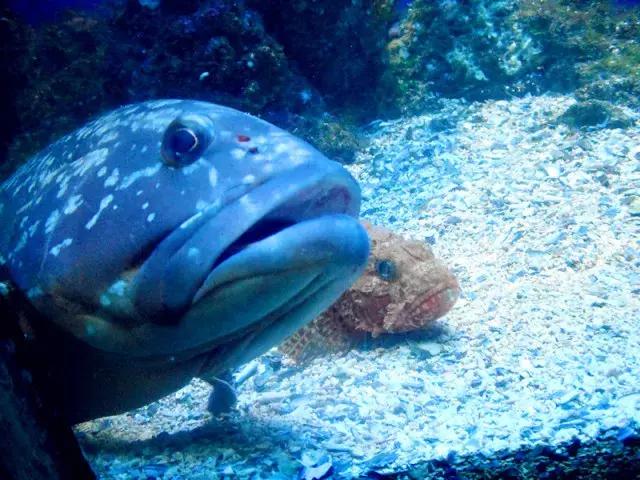 法国纪行—摩纳哥（看看F1赛道，欧洲*场赌**和摩纳哥王妃）