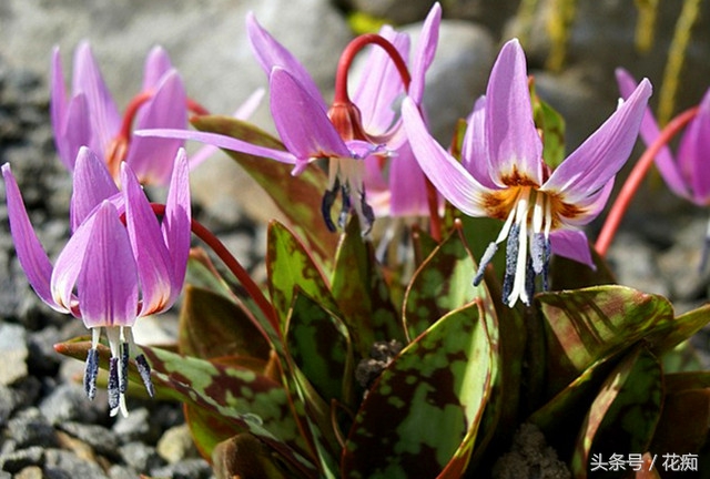猪牙花的样子 (最漂亮的猪牙花)