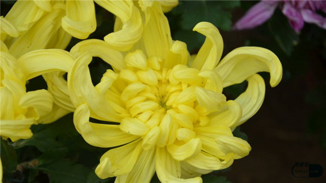 胎菊贡菊和皇菊的区别哪个降火好,菊花胎菊好还是贡菊好