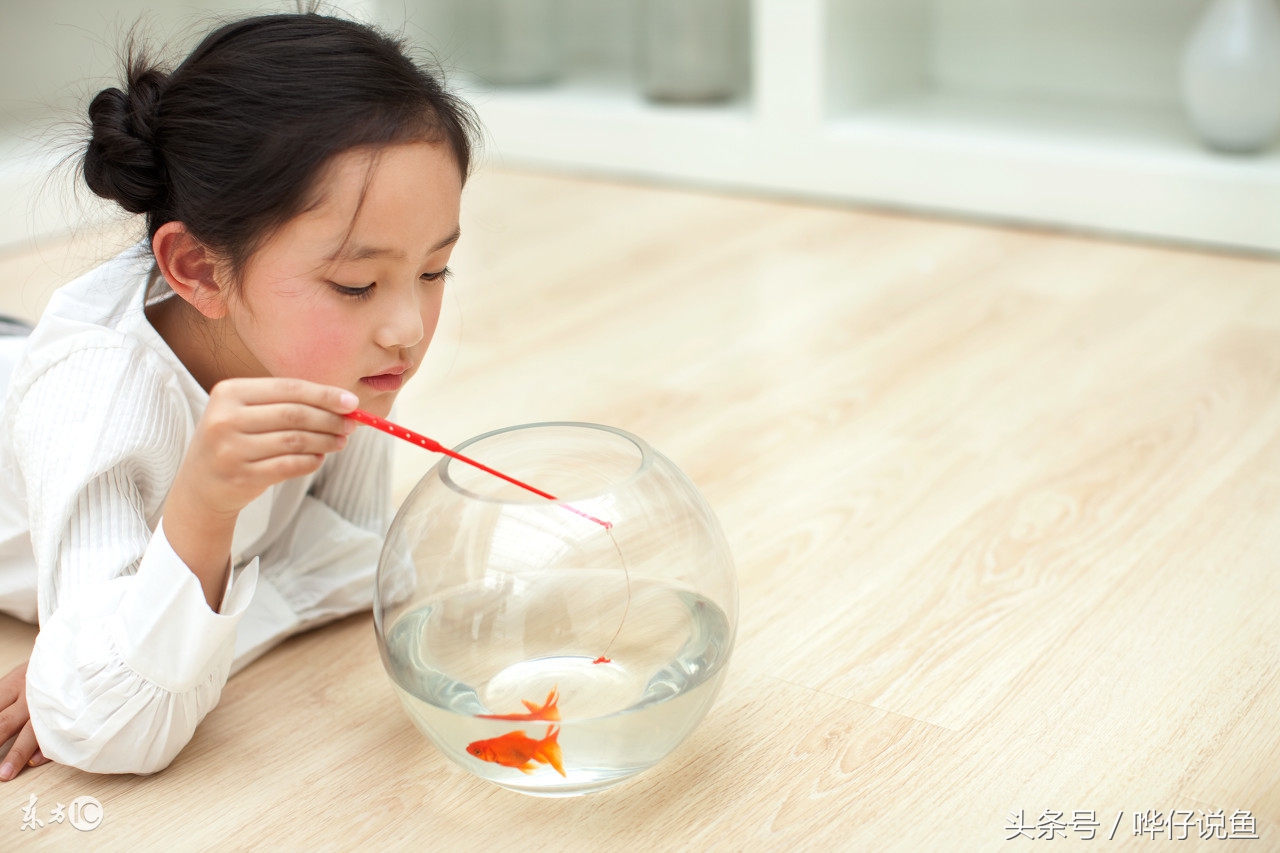 高清玻璃鱼缸和超白缸的区别,海缸和玻璃鱼缸有什么区别