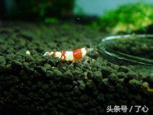 水晶虾种类对照表,水晶相关知识