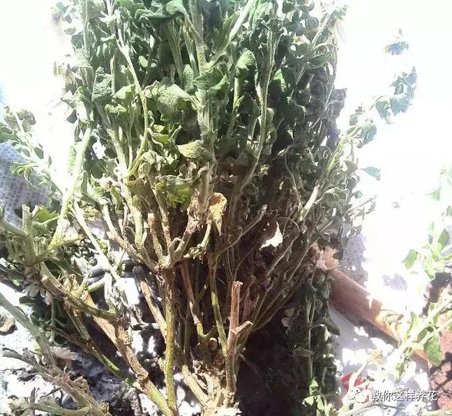 家里种的花卉都黄叶了怎么办,花卉绿叶萎蔫是啥原因如何救